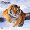 Tigers | 2026 12 x 24 Inch (Hanging) Monthly Square Wall Calendar | Plastic-Free